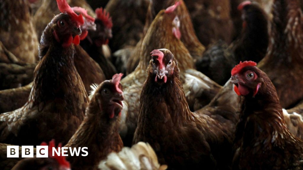 Avian Influenza Detected at Poultry Facility Near Lakenheath – Mirror Brief
